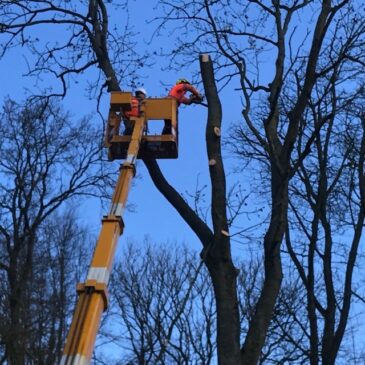 Élagage d’arbres dangereux